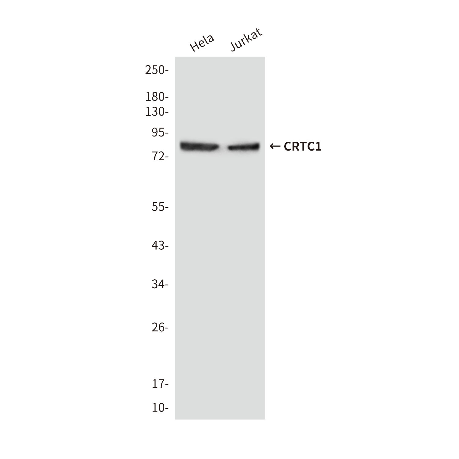 TORC1/CRTC1 Mouse mAb ABZ3872