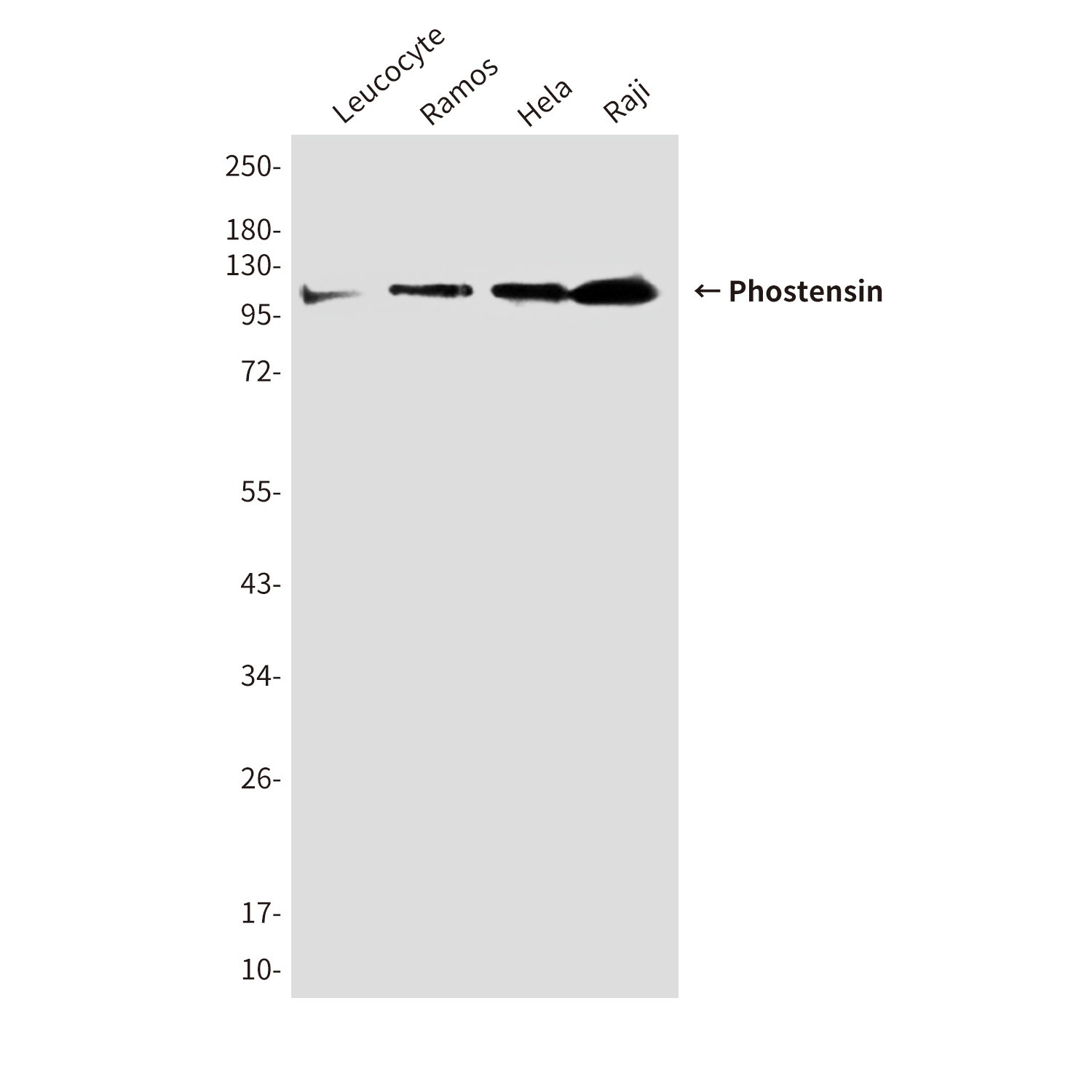 Phostensin (4B12) Mouse mAb ABZ3873