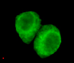 JMJD6 (3G5) Mouse mAb ABZ3874