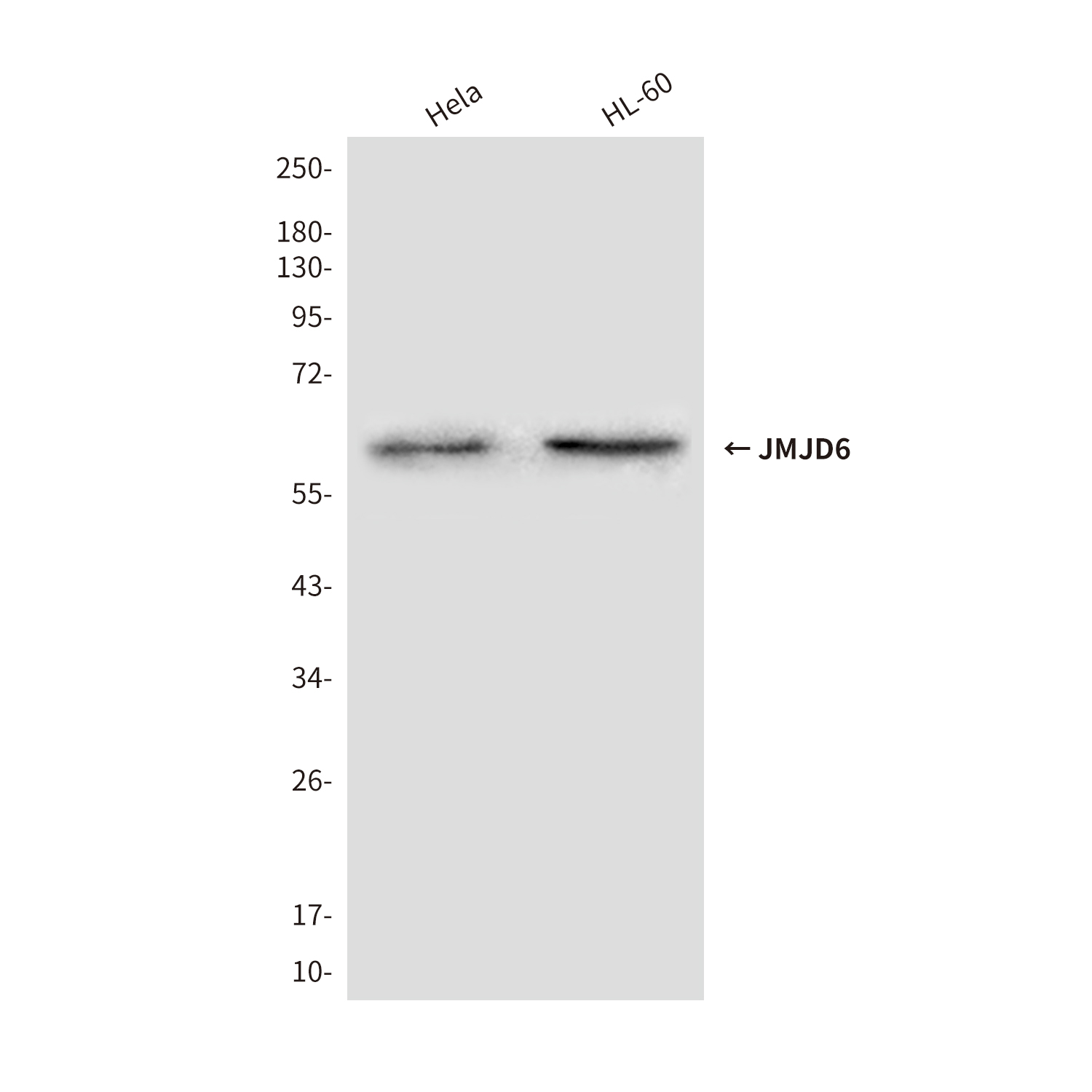JMJD6 (3G5) Mouse mAb ABZ3874