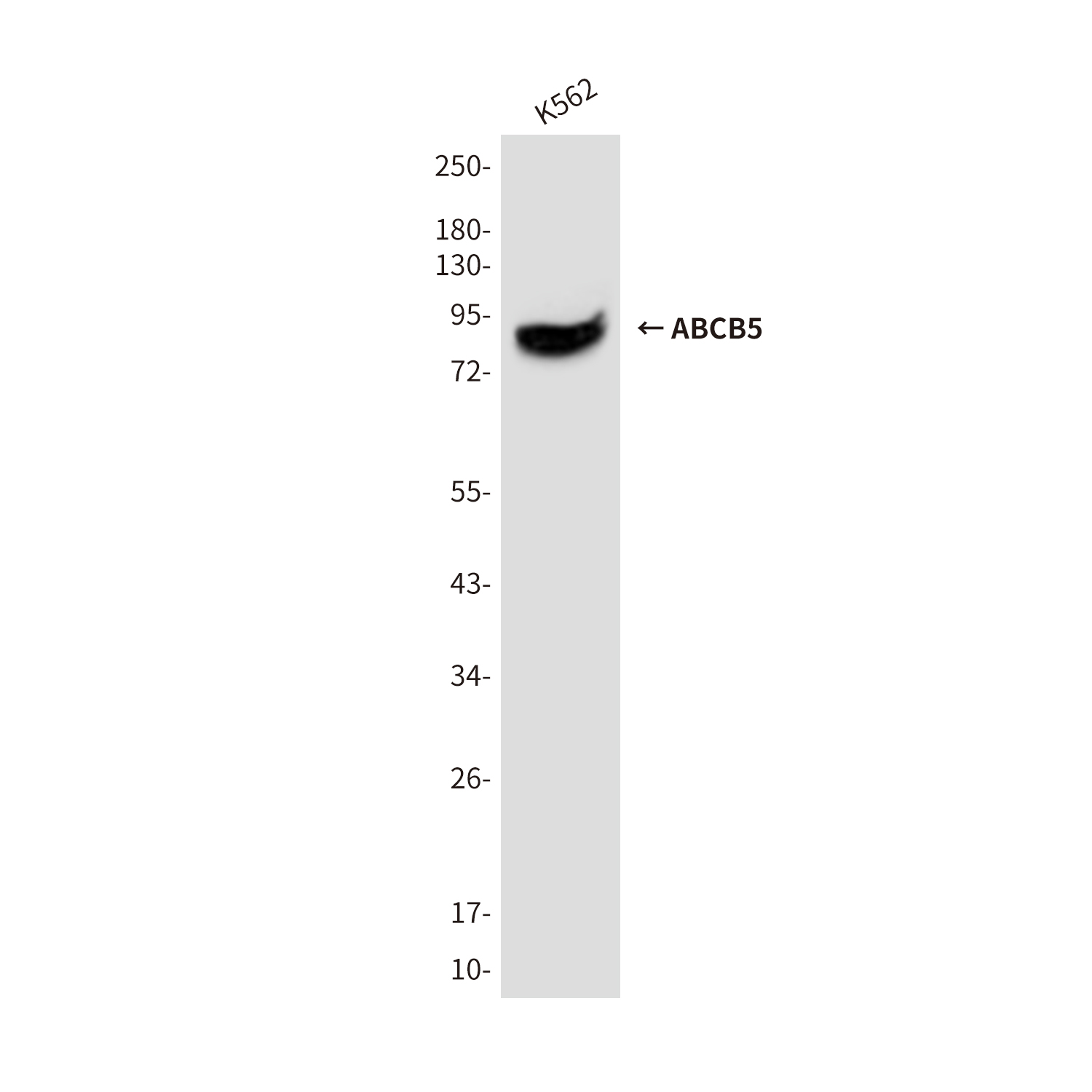 ABCB5 (8D2) Mouse mAb ABZ3875