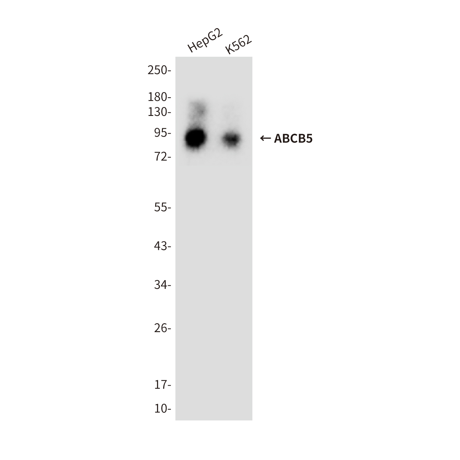 ABCB5 (8D2) Mouse mAb ABZ3875