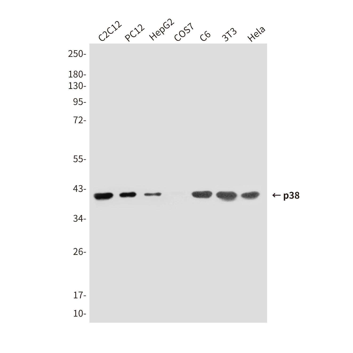 p38 MAPK (5A1) Mouse mAb ABZ3879