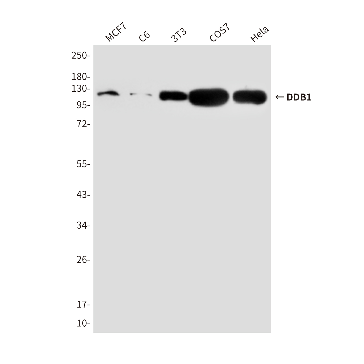 DDB1 (2D6) Mouse mAb ABZ3880