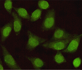 Smad2 (6H5) Mouse mAb ABZ3881
