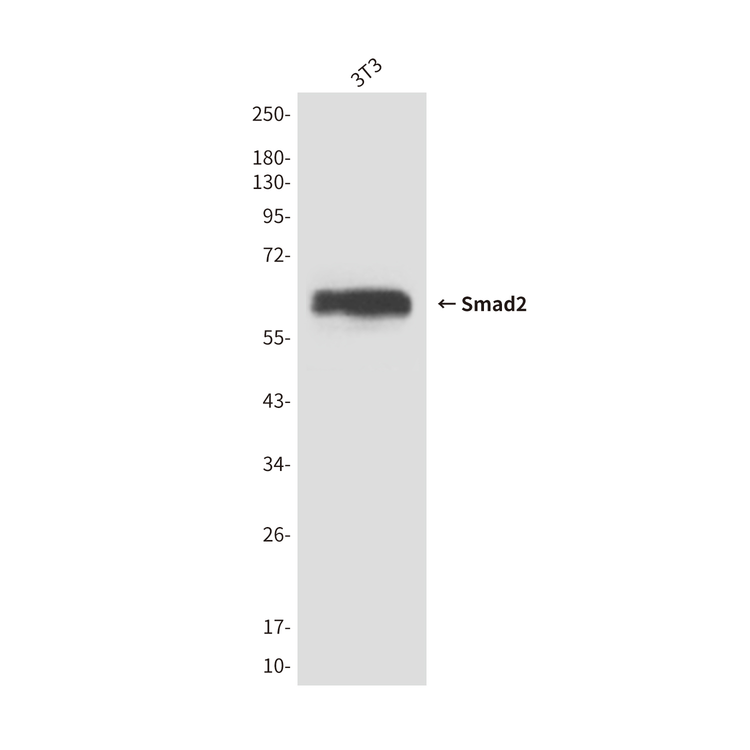 Smad2 (6H5) Mouse mAb ABZ3881