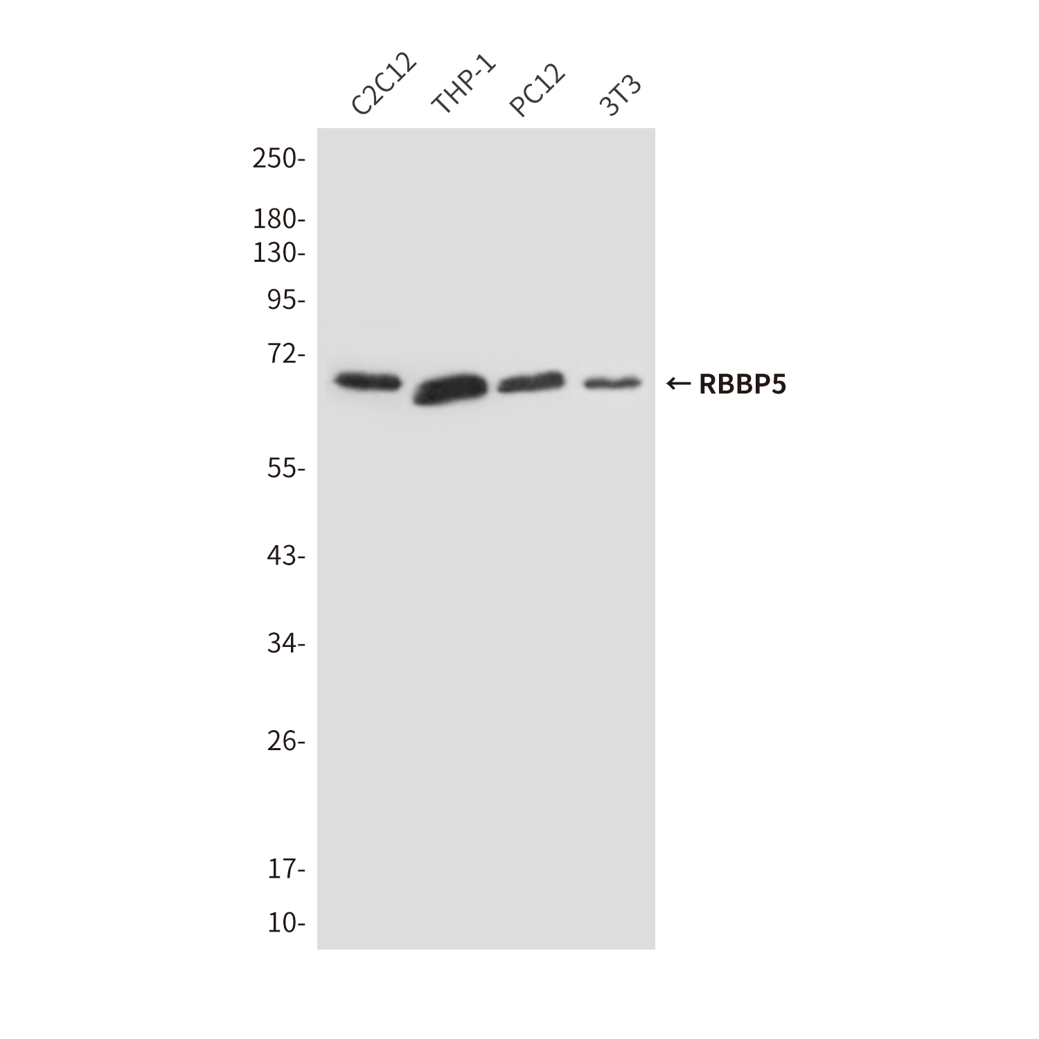 RBBP5 (1C9) Mouse mAb ABZ3886