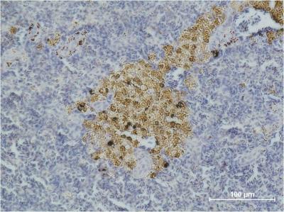 Cleaved-Caspase 8 Mouse mAb ABZ3888