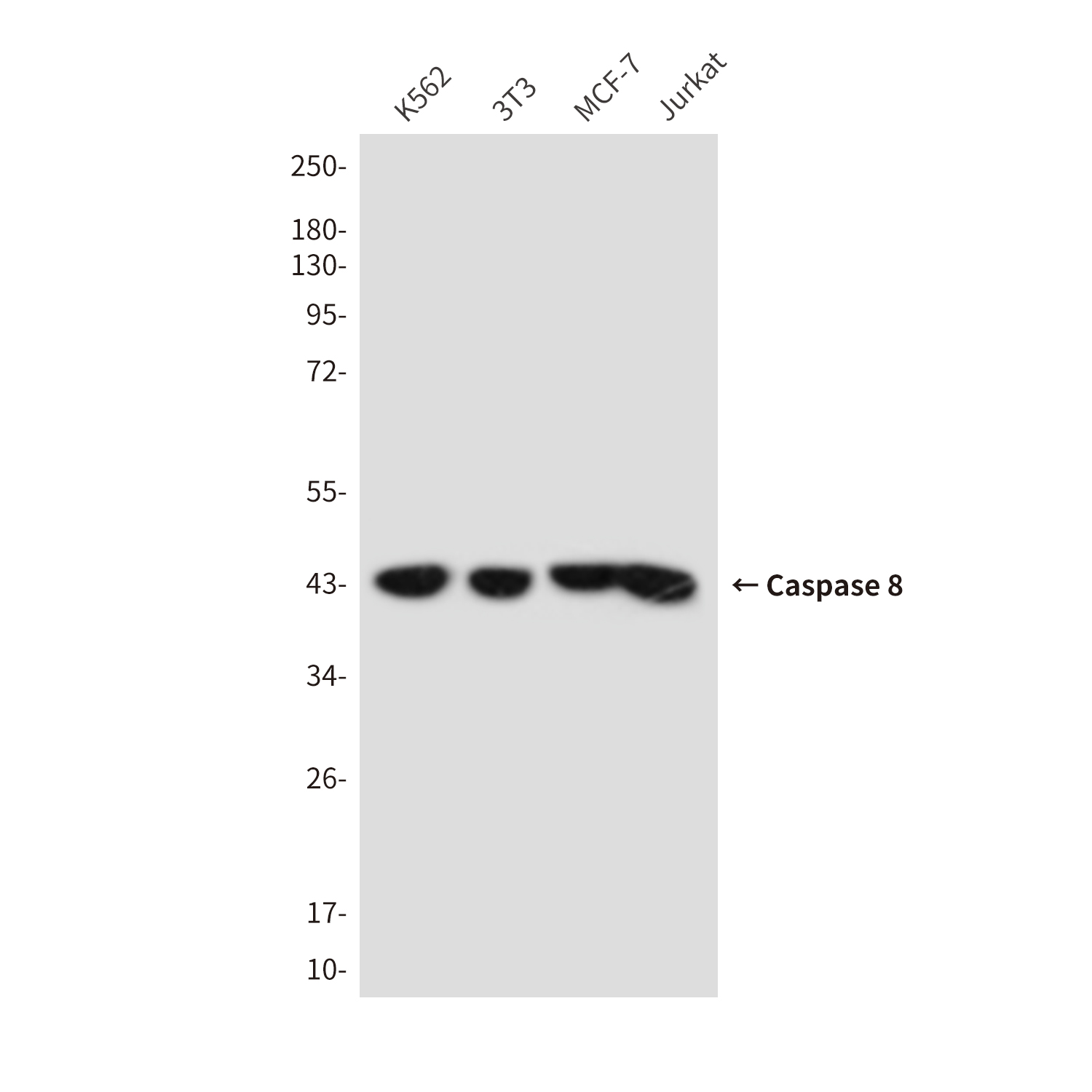 Cleaved-Caspase 8 Mouse mAb ABZ3888