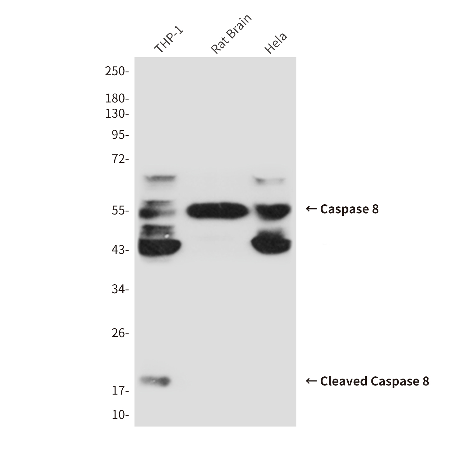 Cleaved-Caspase 8 Mouse mAb ABZ3888