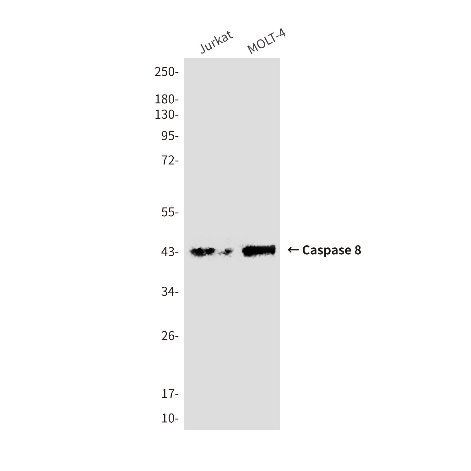 Cleaved-Caspase 8 Mouse mAb ABZ3888