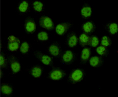 SMC1A (4C5) Mouse mAb ABZ3889