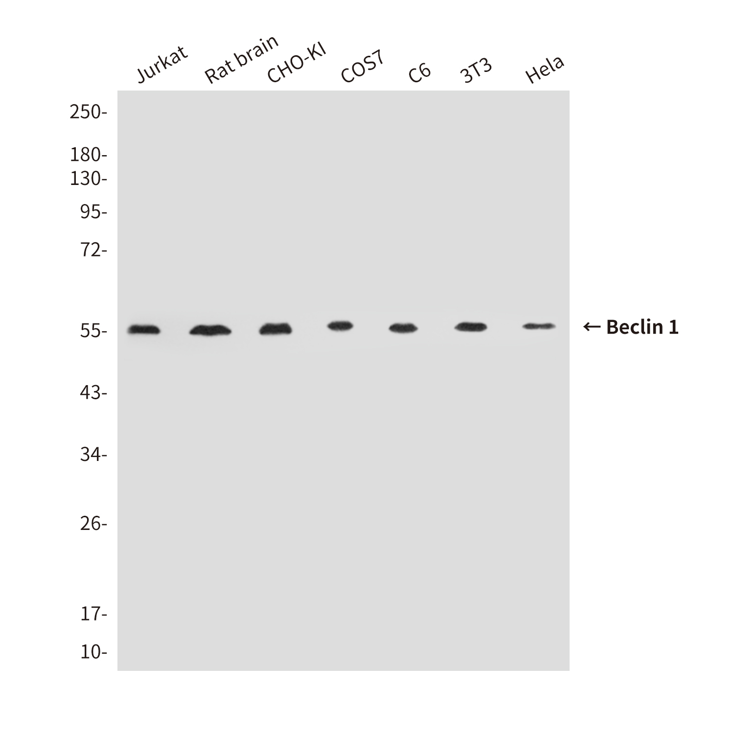 Beclin 1 (4F4) Mouse mAb ABZ3890