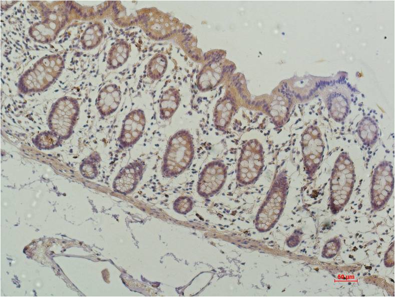 HDAC1 (3F5) Mouse mAb ABZ3892