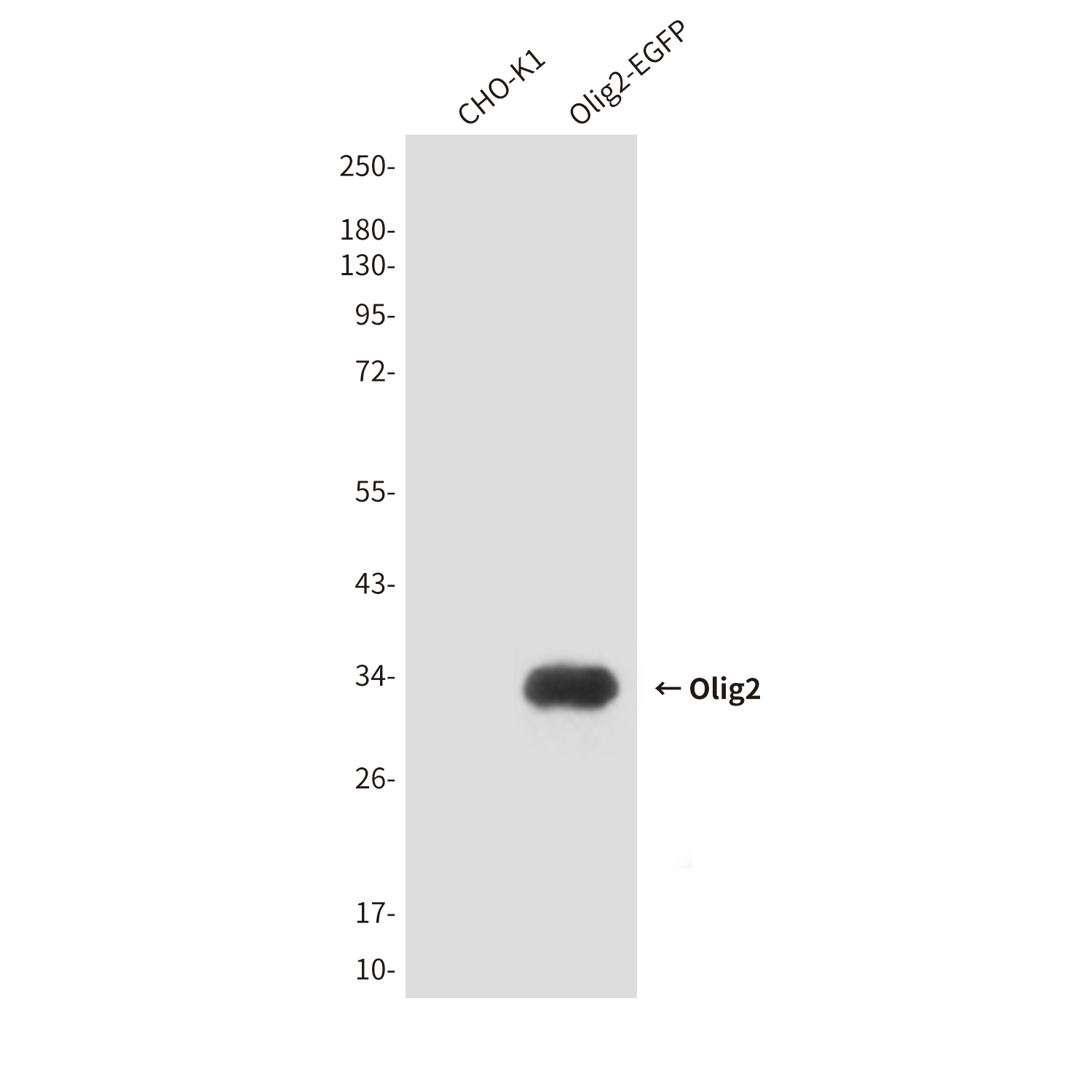 Olig2 (7A1) Mouse mAb ABZ3893