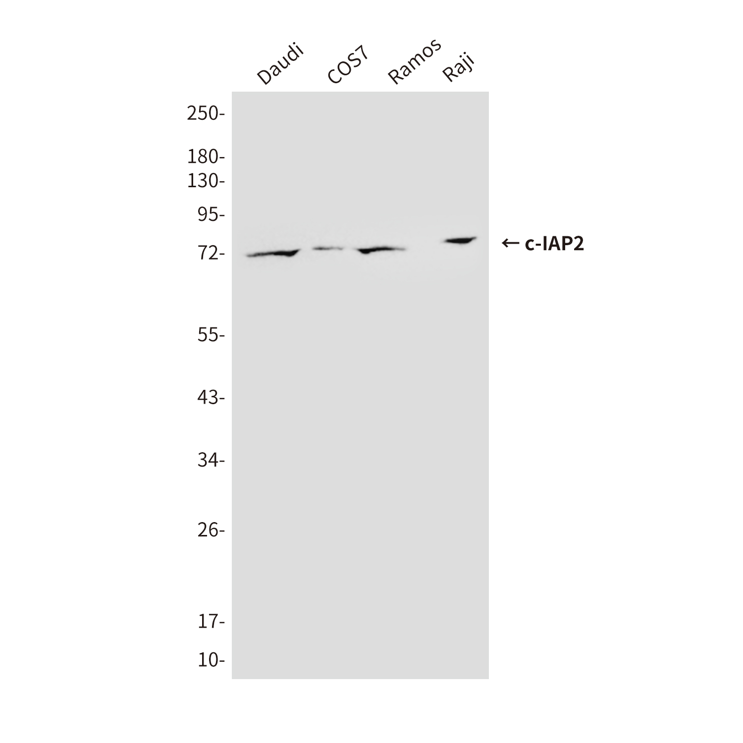 cIAP2 (1F12) Mouse mAb ABZ3895