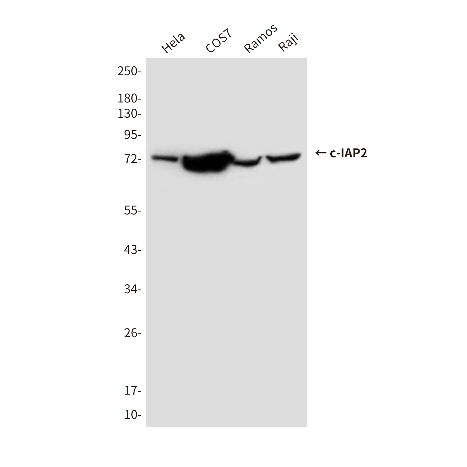 cIAP2 (1F12) Mouse mAb ABZ3895