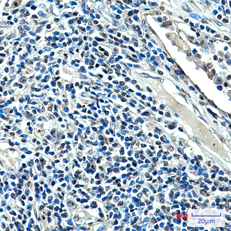 XRCC4 (7C10) Mouse mAb ABZ3896