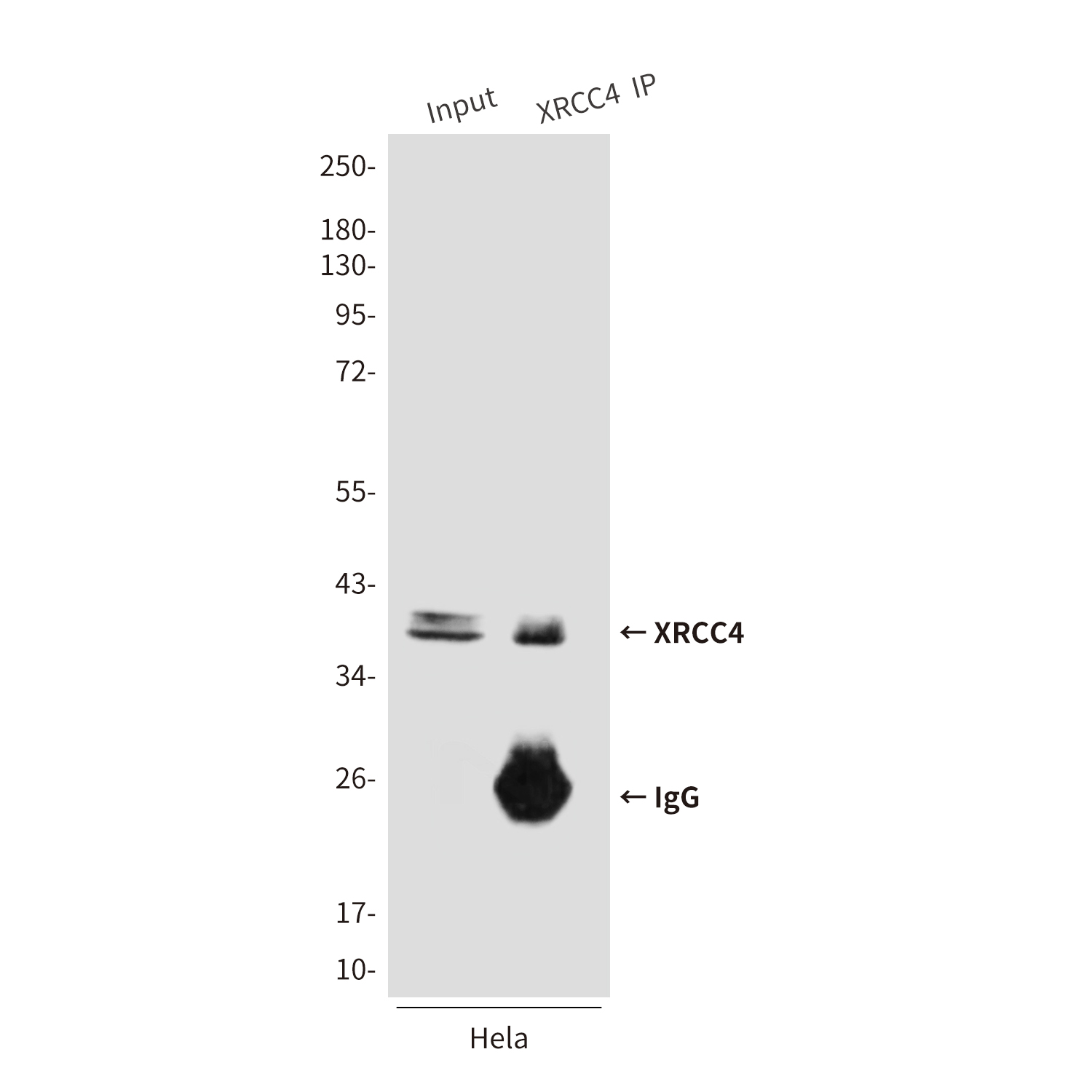 XRCC4 (7C10) Mouse mAb ABZ3896
