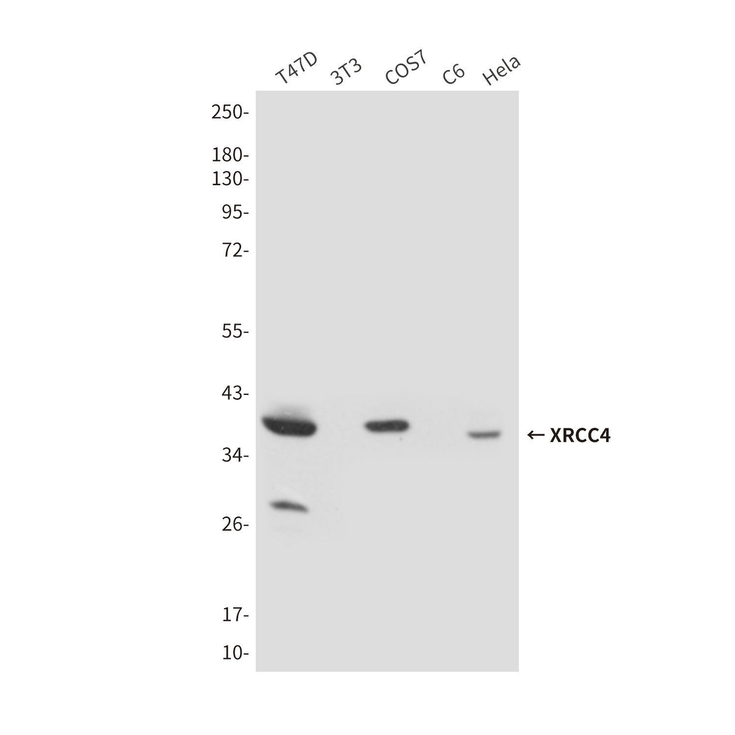 XRCC4 (7C10) Mouse mAb ABZ3896