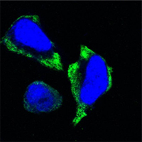 PAK2 (7H3) Mouse mAb ABZ3900