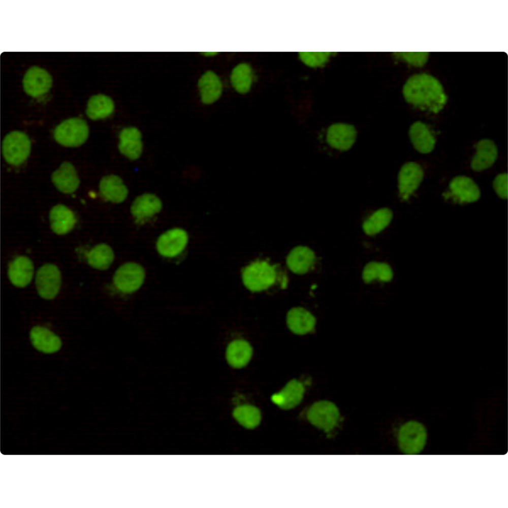 CHD3 (7F6) Mouse mAb ABZ3901