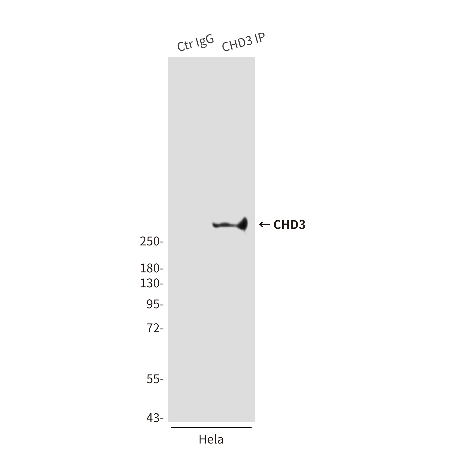 CHD3 (7F6) Mouse mAb ABZ3901