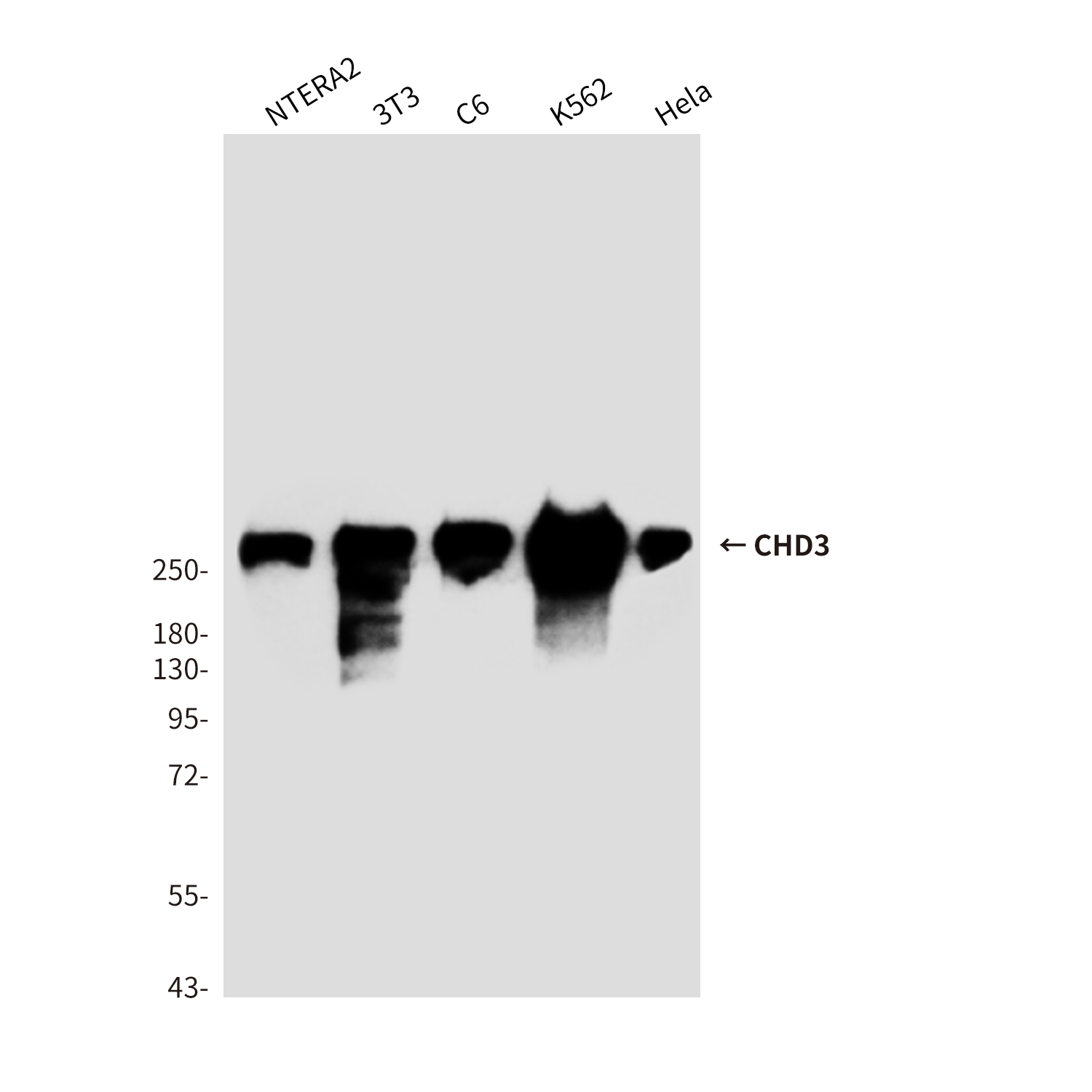 CHD3 (7F6) Mouse mAb ABZ3901