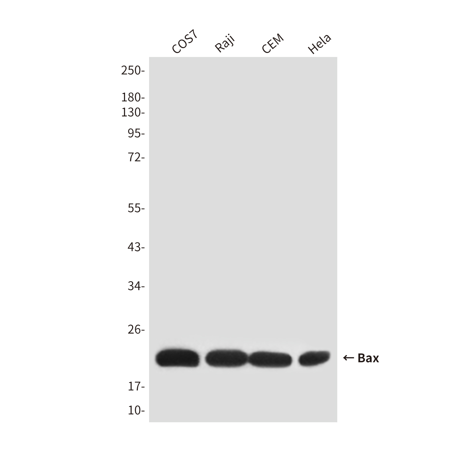 Bax (2B12) Mouse mAb ABZ3902