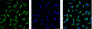 Peroxiredoxin 1/PAG (6A6) Mouse mAb ABZ3903