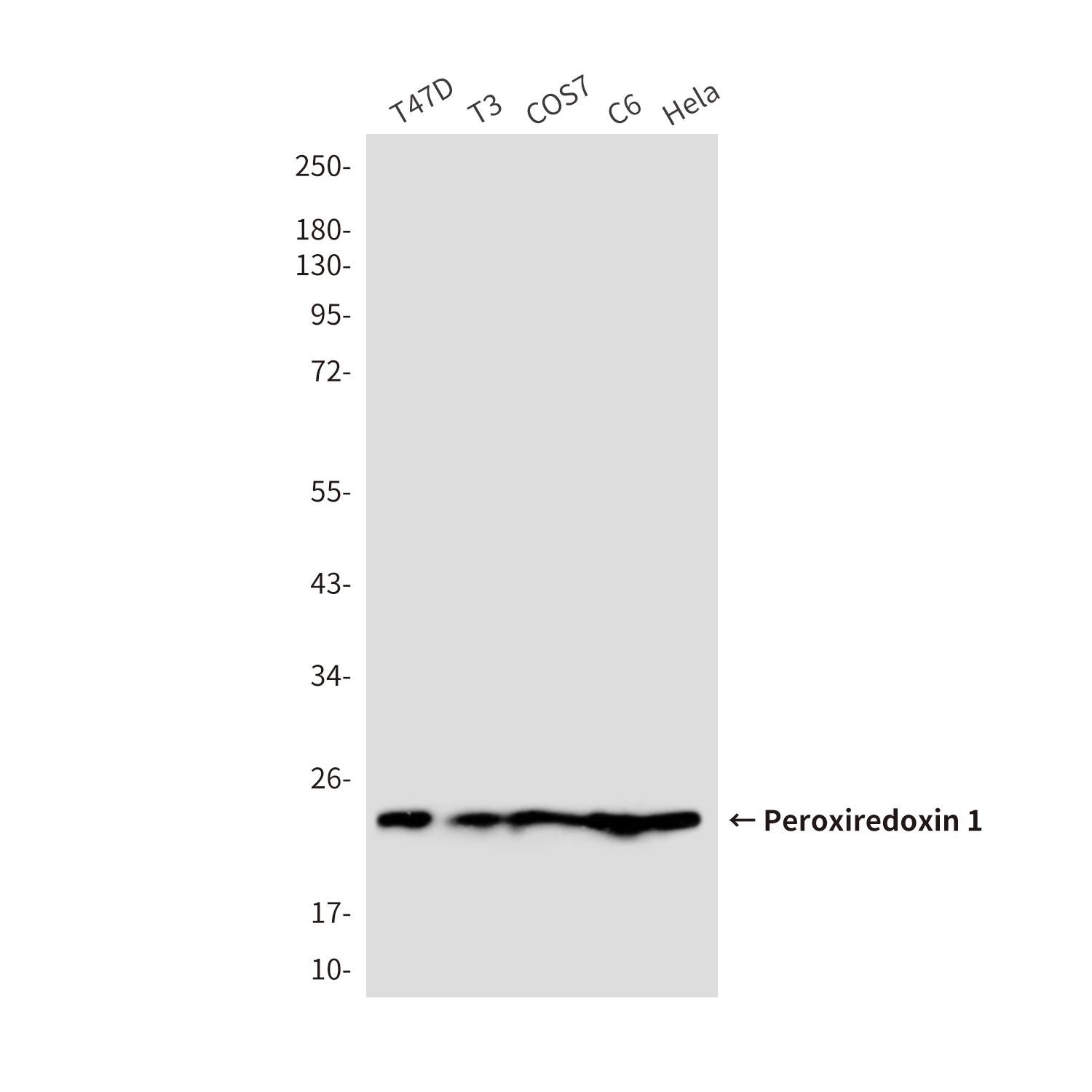 Peroxiredoxin 1/PAG (6A6) Mouse mAb ABZ3903