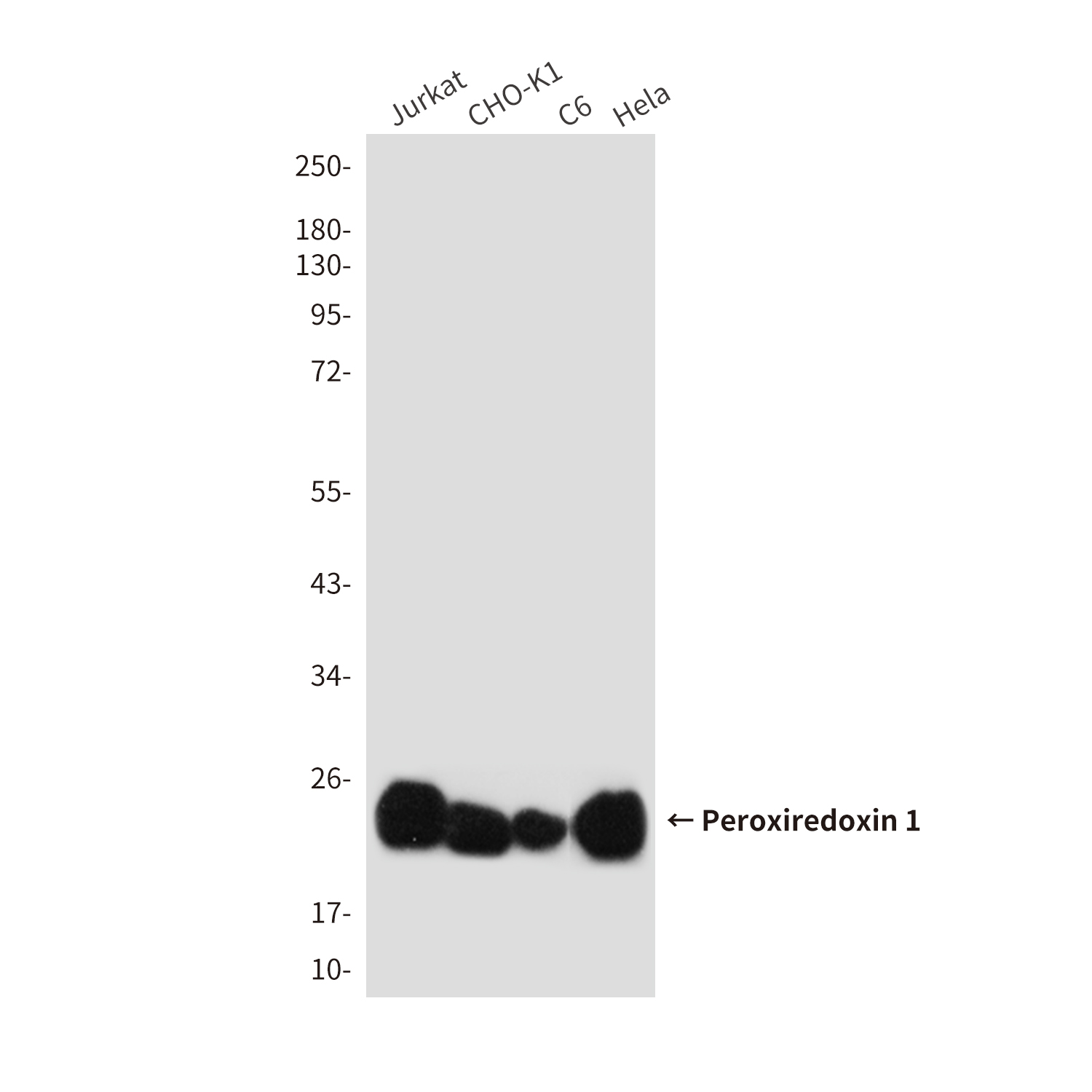 Peroxiredoxin 1/PAG (6A6) Mouse mAb ABZ3903