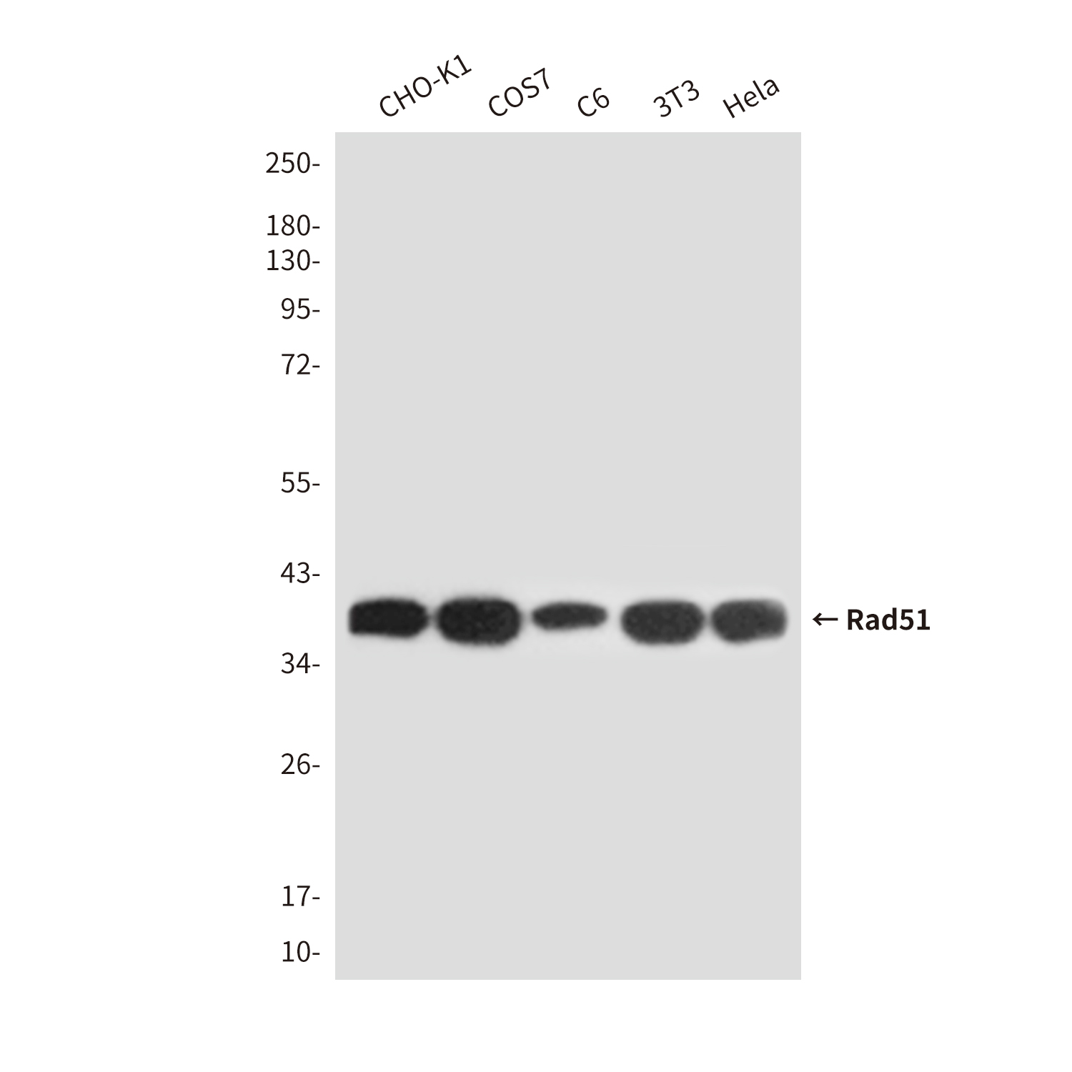 Rad51 (4H10) Mouse mAb ABZ3904