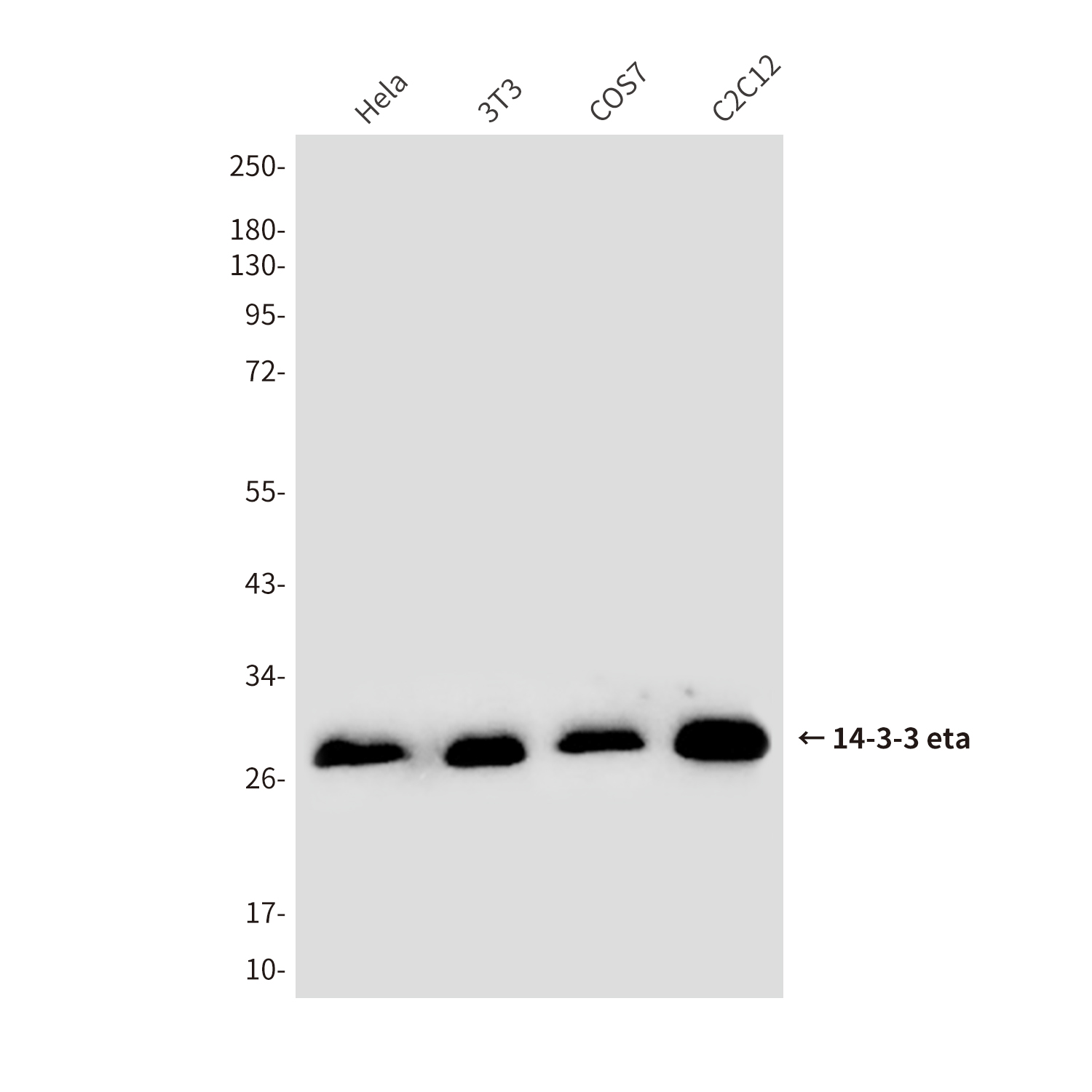 14-3-3 eta /YWHAH(5F2) Mouse mAb ABZ3908