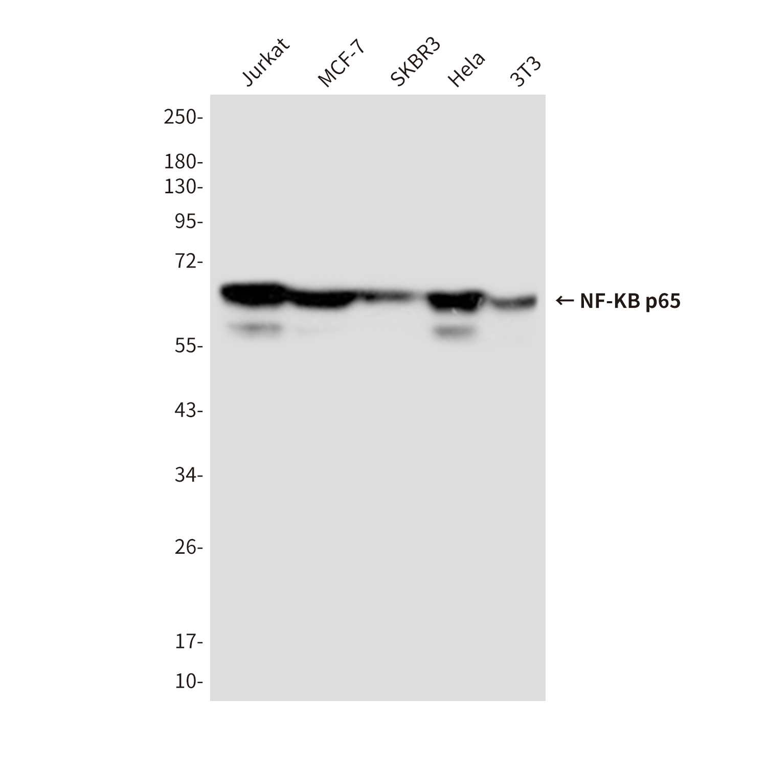 NF-KB p65 (5A10) Mouse mAb ABZ3910