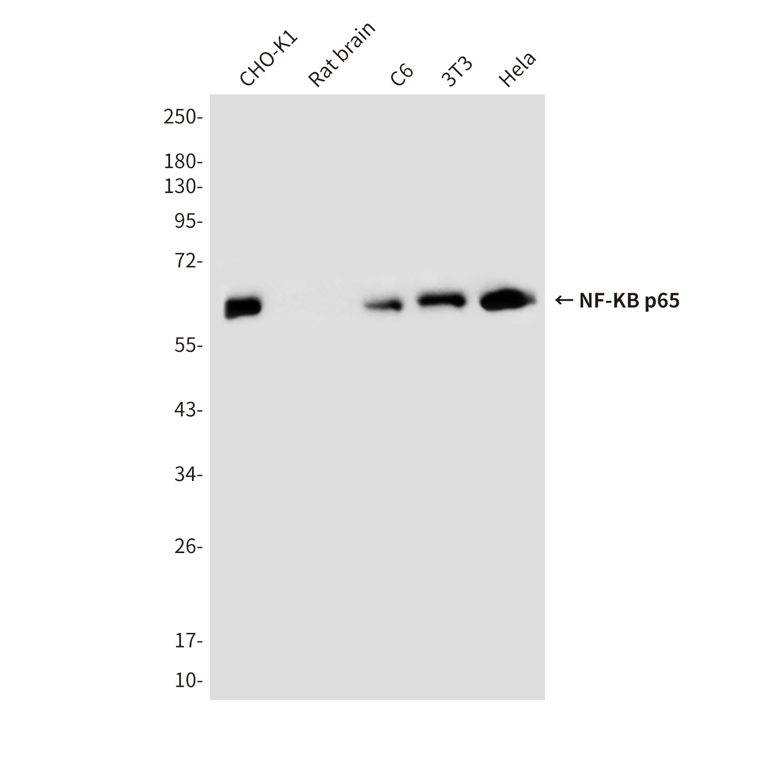 NF-KB p65 (5A10) Mouse mAb ABZ3910