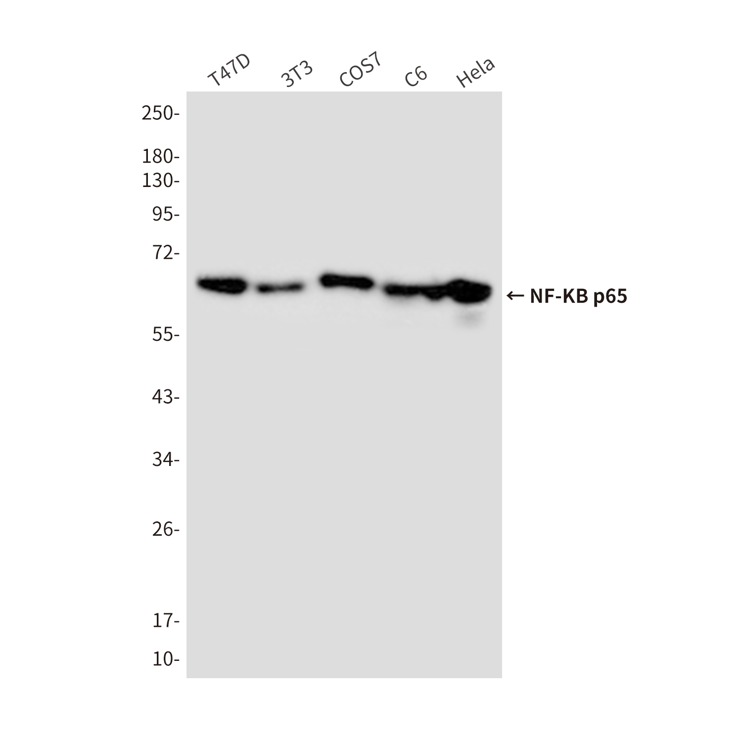 NF-KB p65 (3D2) Mouse mAb ABZ3911