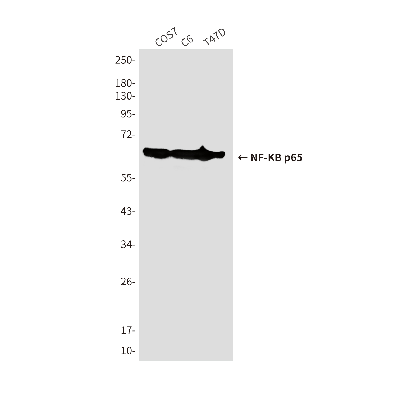 NF-KB p65 (3D2) Mouse mAb ABZ3911