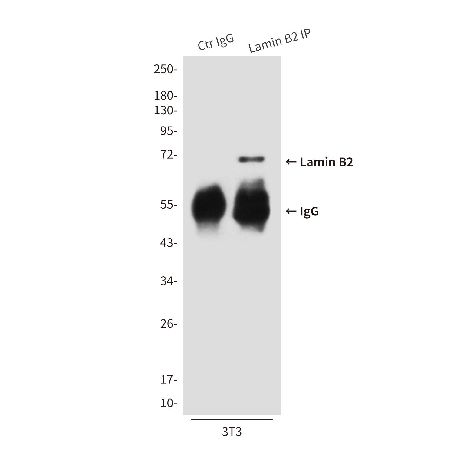 Lamin B2 (8F6) Mouse mAb ABZ3912