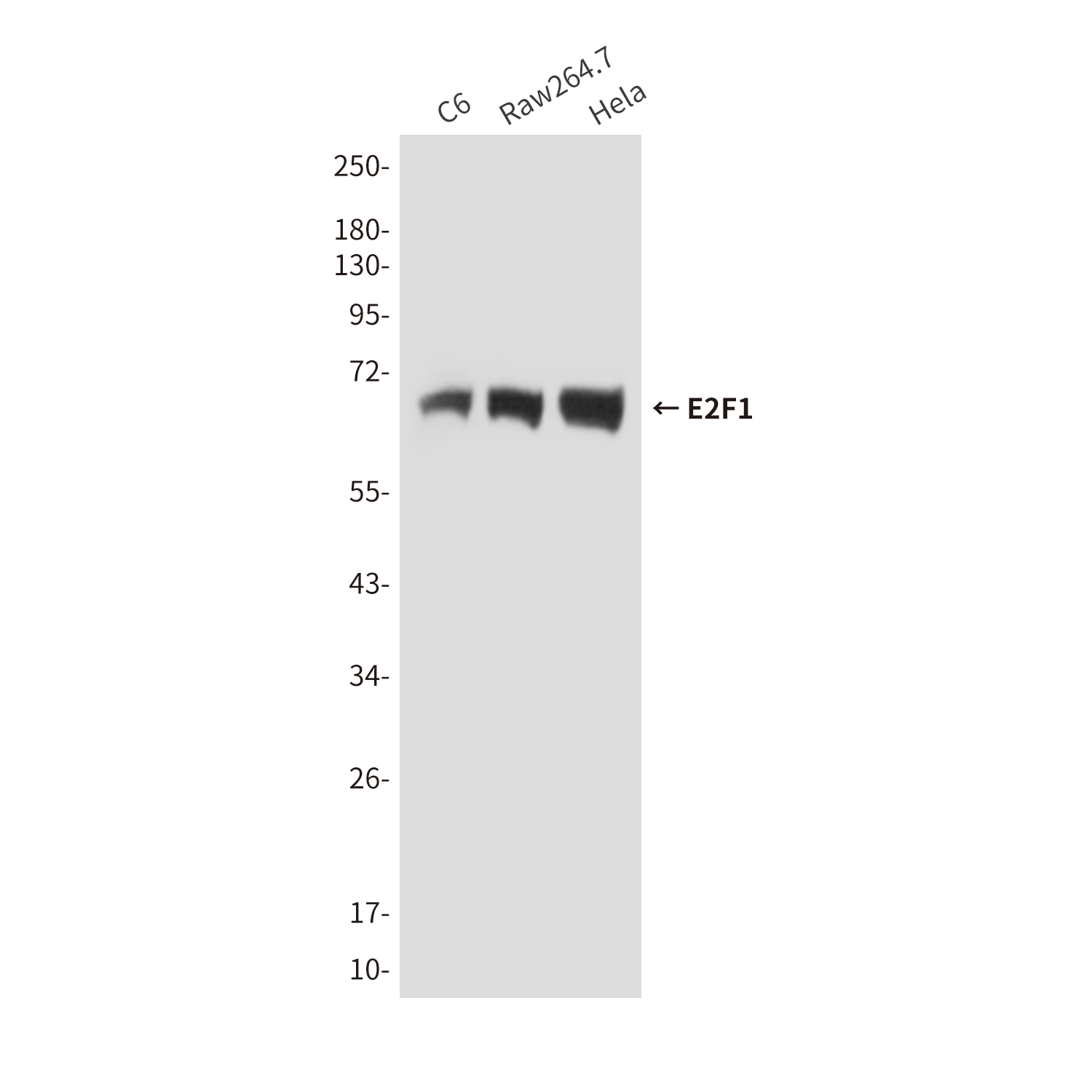 E2F1 (4G8) Mouse mAb ABZ3915