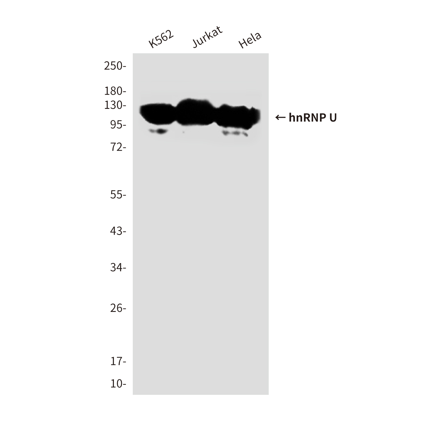 hnRNP U/p120 (1B11) Mouse mAb ABZ3916