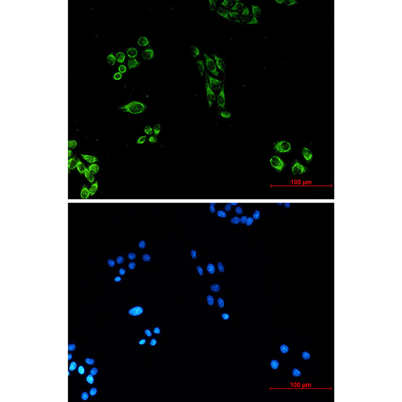 Cytochrome C (7C10) Mouse mAb ABZ3919