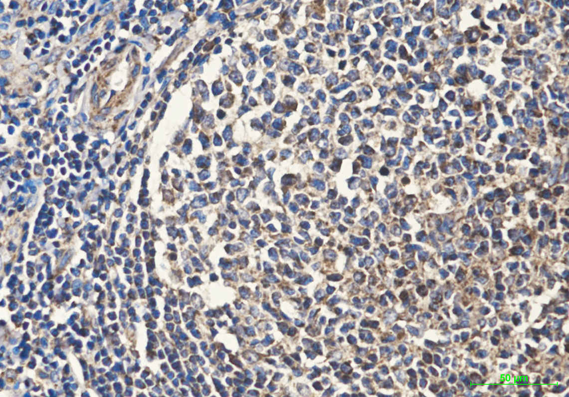 Cytochrome C (7C10) Mouse mAb ABZ3919