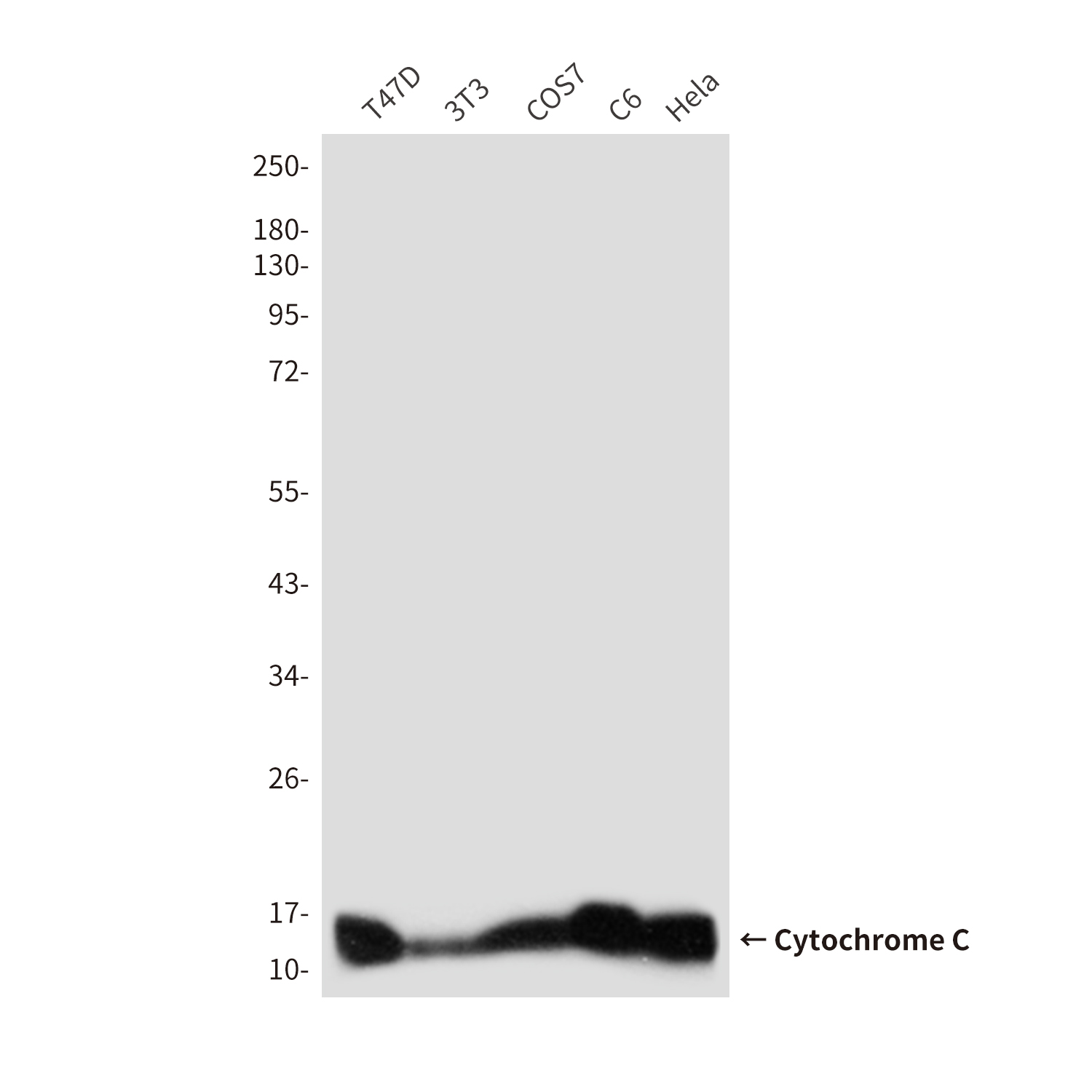 Cytochrome C (7C10) Mouse mAb ABZ3919