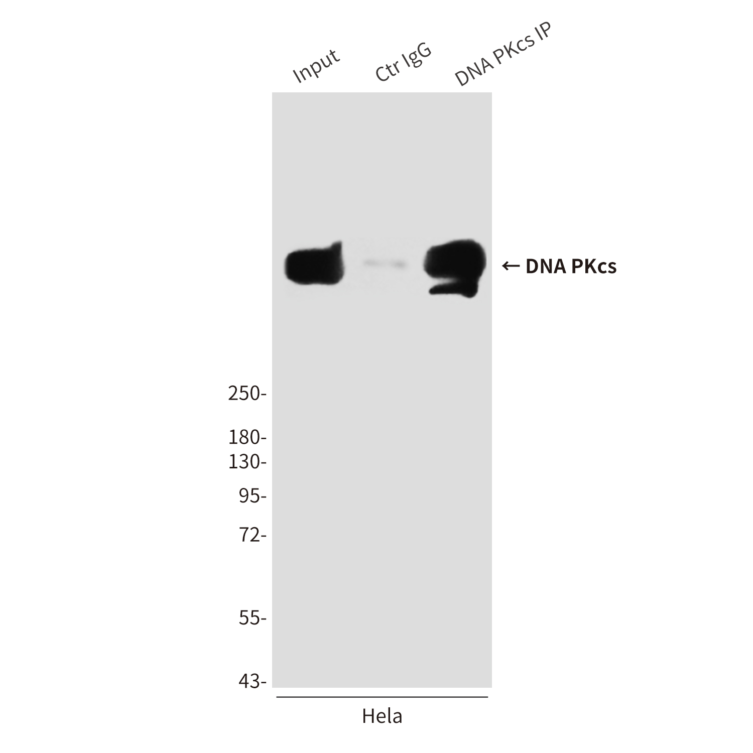 DNA PKcs (6D1) Mouse mAb ABZ3922