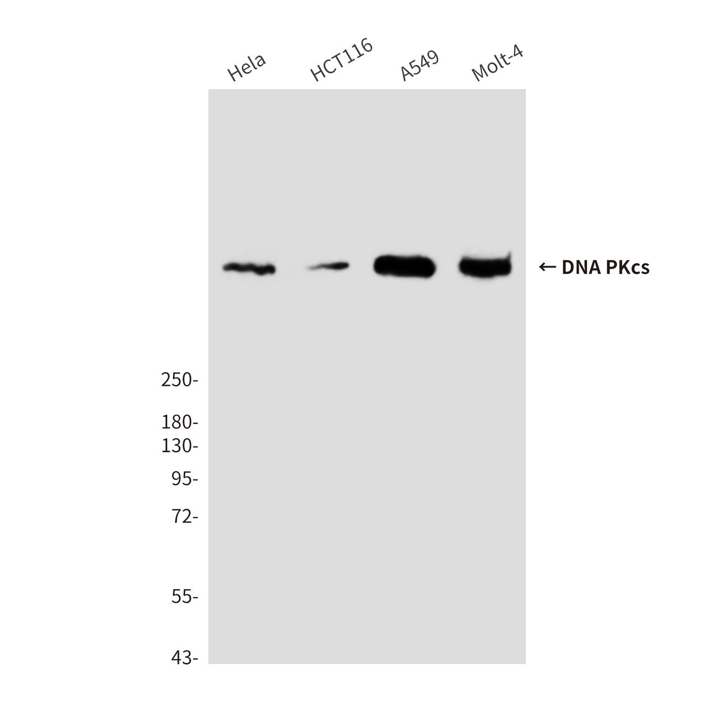 DNA PKcs (6D1) Mouse mAb ABZ3922
