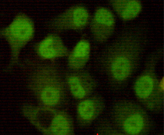 DNA PKcs (8D3) Mouse mAb ABZ3923