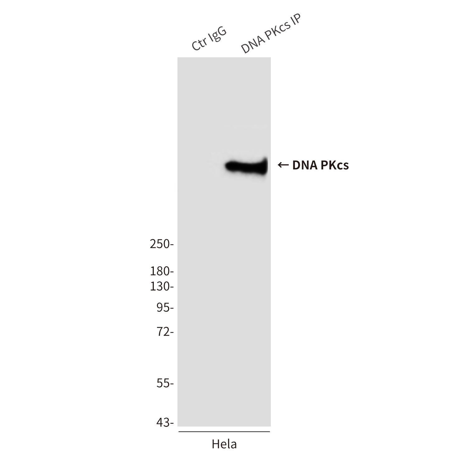 DNA PKcs (8D3) Mouse mAb ABZ3923