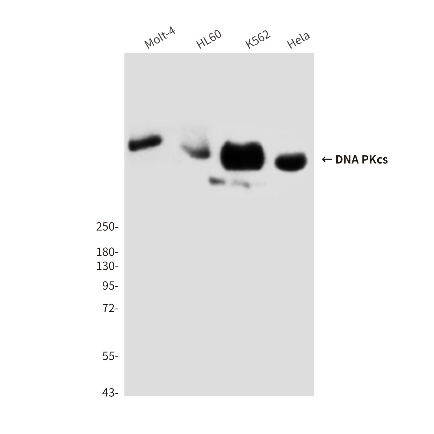 DNA PKcs (8D3) Mouse mAb ABZ3923