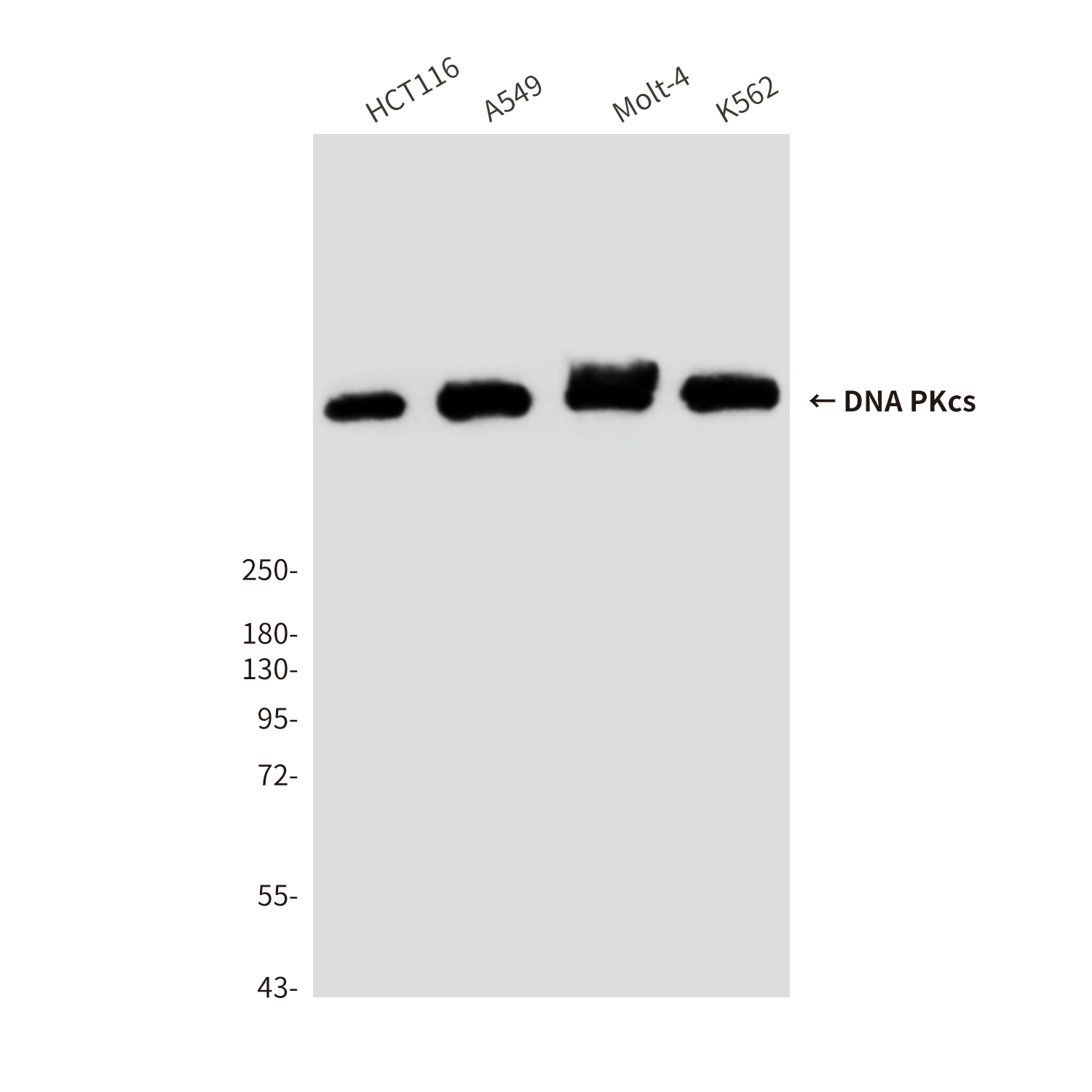 DNA PKcs (8D3) Mouse mAb ABZ3923